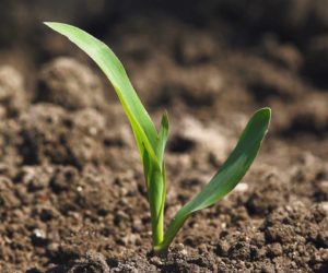 corn-seedling